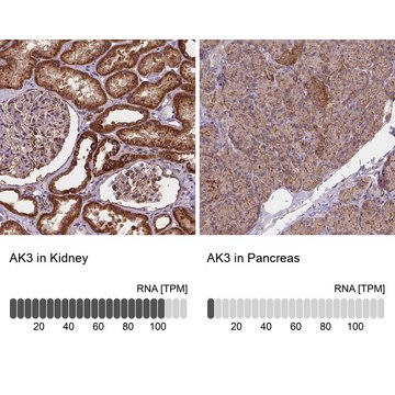 Anti-AK3 antibody produced in rabbit Prestige Antibodies&#174; Powered by Atlas Antibodies, affinity isolated antibody, buffered aqueous glycerol solution