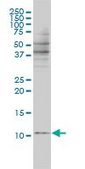 Monoclonal Anti-BANF1 antibody produced in mouse clone 3F10-4G12, purified immunoglobulin, buffered aqueous solution