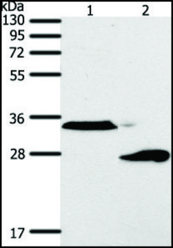 Anti-SFTPA1 antibody produced in rabbit affinity isolated antibody