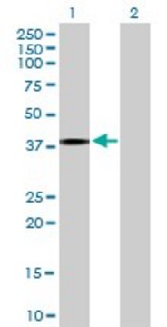 Anti-IL4R antibody produced in mouse purified immunoglobulin, buffered aqueous solution