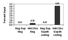 Anti-acetyl-Histone H4 (Lys12) Antibody, Trial Size, rabbit monoclonal culture supernatant, Chemicon&#174;