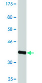 Monoclonal Anti-NPAS2 antibody produced in mouse clone 6C9, ascites fluid