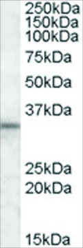 Anti-HAX1 antibody produced in goat affinity isolated antibody, buffered aqueous solution