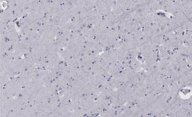 Anti-EphA2 Antibody, clone 2C3 ZooMAb&#174; Rabbit Monoclonal recombinant, expressed in HEK 293 cells