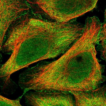 Anti-BEND6 antibody produced in rabbit Prestige Antibodies&#174; Powered by Atlas Antibodies, affinity isolated antibody