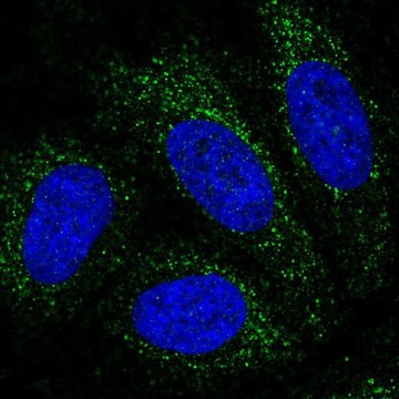 Anti-PBX4 antibody produced in rabbit Prestige Antibodies&#174; Powered by Atlas Antibodies, affinity isolated antibody, buffered aqueous glycerol solution