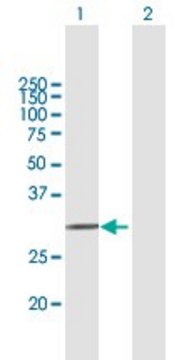 Anti-APOF, (C-terminal) antibody produced in mouse purified immunoglobulin, buffered aqueous solution