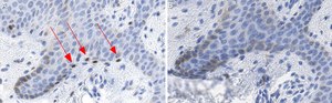 Anti-MITF Antibody, clone 1E2 ZooMAb&#174; Rabbit Monoclonal recombinant, expressed in HEK 293 cells