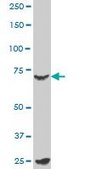 Monoclonal Anti-MYBL2, (C-terminal) antibody produced in mouse clone 1C7, purified immunoglobulin, buffered aqueous solution