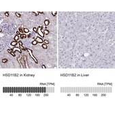 Anti-HSD11B2 antibody produced in rabbit Prestige Antibodies&#174; Powered by Atlas Antibodies, affinity isolated antibody, buffered aqueous glycerol solution