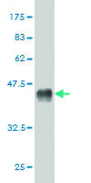 Monoclonal Anti-MCPH1 antibody produced in mouse clone 5C9, purified immunoglobulin, buffered aqueous solution