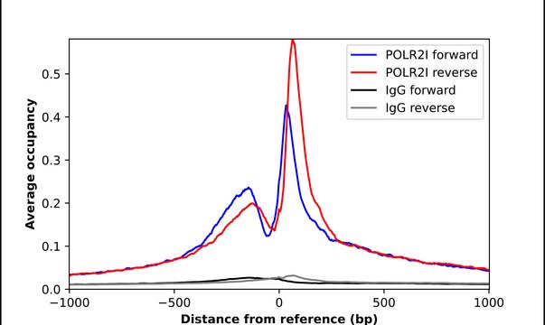 Anti-POLR2I antibody produced in rabbit Prestige Antibodies&#174; Powered by Atlas Antibodies, affinity isolated antibody, buffered aqueous glycerol solution