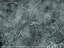 Gold nanowires diam. × L 30&#160;nm × 6,000&#160;nm, dispersion (H2O)