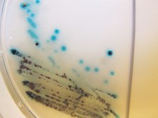 Acinetobacter Millichrome&#8482; plus Agar selective for bacteria: Acinetobacter spp, suitable for microbiology