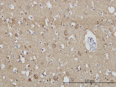 Monoclonal Anti-SH3GL2 antibody produced in mouse clone 5A6, purified immunoglobulin, buffered aqueous solution