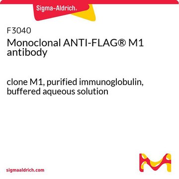 Monoclonal ANTI-FLAG&#174; M1 antibody clone M1, purified immunoglobulin, buffered aqueous solution