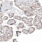 Anti-FCHSD2 antibody produced in rabbit Prestige Antibodies&#174; Powered by Atlas Antibodies, affinity isolated antibody, buffered aqueous glycerol solution