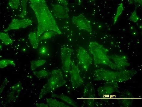 Monoclonal Anti-BGLAP antibody produced in mouse clone 2D4, purified immunoglobulin, buffered aqueous solution