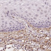 Monoclonal Anti-FBN1 antibody produced in mouse Prestige Antibodies&#174; Powered by Atlas Antibodies, clone CL0225, purified immunoglobulin, buffered aqueous glycerol solution