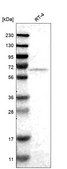 Anti-Fkbp10 Antibody Produced In Rabbit Prestige Antibodies&#174; Powered by Atlas Antibodies, affinity isolated antibody, buffered aqueous glycerol solution