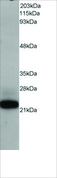 Anti-MAX antibody produced in goat affinity isolated antibody, buffered aqueous solution