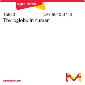 Thyroglobulin human