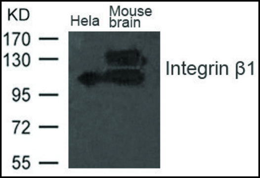 Anti-Integrin &#946;1 antibody produced in rabbit affinity isolated antibody