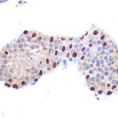 Anti-LXR&#945; antibody produced in rabbit