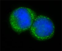 Anti-Centrin antibody produced in rabbit affinity isolated antibody, buffered aqueous solution