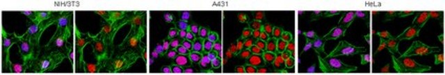 Anti-Histone Macro H2A.1 Antibody from rabbit, purified by affinity chromatography