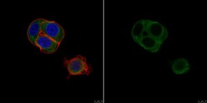 Anti-Calnexin Antibody, clone AF8 clone AF8, from mouse