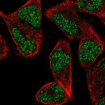 Anti-ZNF627 antibody produced in rabbit Prestige Antibodies&#174; Powered by Atlas Antibodies, affinity isolated antibody