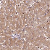 Anti-SH2D6 antibody produced in rabbit Prestige Antibodies&#174; Powered by Atlas Antibodies, affinity isolated antibody, buffered aqueous glycerol solution