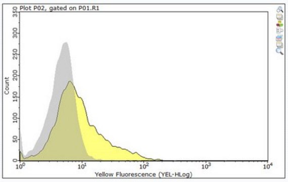 Anti-CD27 Antibody, clone RM27-3E5 clone RM27-3E5, from rat