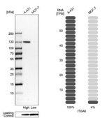 Anti-ITGA6 antibody produced in rabbit Prestige Antibodies&#174; Powered by Atlas Antibodies, affinity isolated antibody, buffered aqueous glycerol solution
