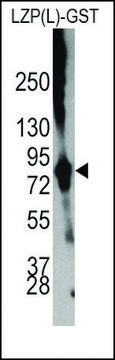 Anti-OIT3(L) antibody produced in rabbit affinity isolated antibody, buffered aqueous solution
