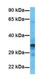 Anti-ANXA2 antibody produced in rabbit IgG fraction of antiserum