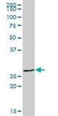 Anti-LGALS3 antibody produced in mouse purified immunoglobulin, buffered aqueous solution