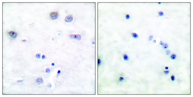 Anti-SHC antibody produced in rabbit affinity isolated antibody
