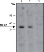 Anti-Opsin antibody, Mouse monoclonal clone RET-P1, purified from hybridoma cell culture