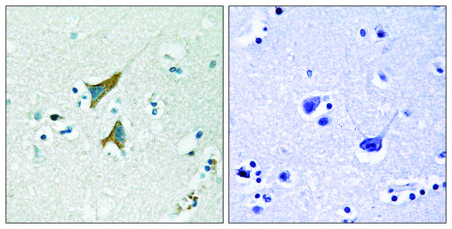 Anti-MKP1 antibody produced in rabbit affinity isolated antibody
