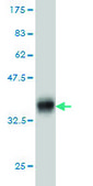 Monoclonal Anti-KIT antibody produced in mouse clone 6F2, purified immunoglobulin, buffered aqueous solution