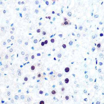 Anti-PCNA antibody produced in rabbit