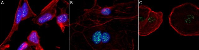 Anti-Splicing Factor SC-35 antibody, Mouse monoclonal clone SC-35, purified from hybridoma cell culture