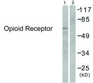 Anti-Opioid Receptor antibody produced in rabbit affinity isolated antibody