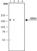 Anti-Early Endosomal Antigen 1 (N-terminal) antibody produced in rabbit ~1&#160;mg/mL, affinity isolated antibody, buffered aqueous solution