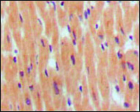 Monoclonal Anti-NPPB antibody produced in mouse clone 8D5B4C11, ascites fluid