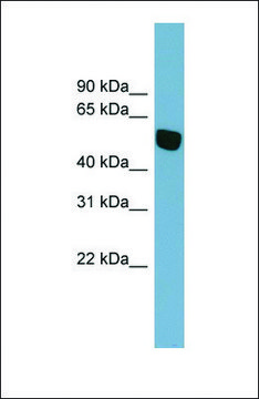 Anti-SLC38A5, (N-terminal) antibody produced in rabbit affinity isolated antibody