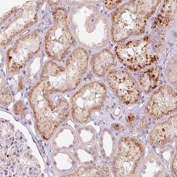 Anti-RMDN2 antibody produced in rabbit Prestige Antibodies&#174; Powered by Atlas Antibodies, affinity isolated antibody, buffered aqueous glycerol solution