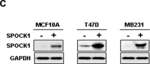 Anti-SPOCK1 antibody produced in rabbit Prestige Antibodies&#174; Powered by Atlas Antibodies, affinity isolated antibody, buffered aqueous glycerol solution